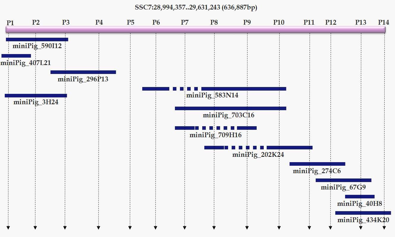 SLA II 영역 내 미니돼지 BAC 클론 물리지도 및 염기서열 해독 대상 BAC 클론