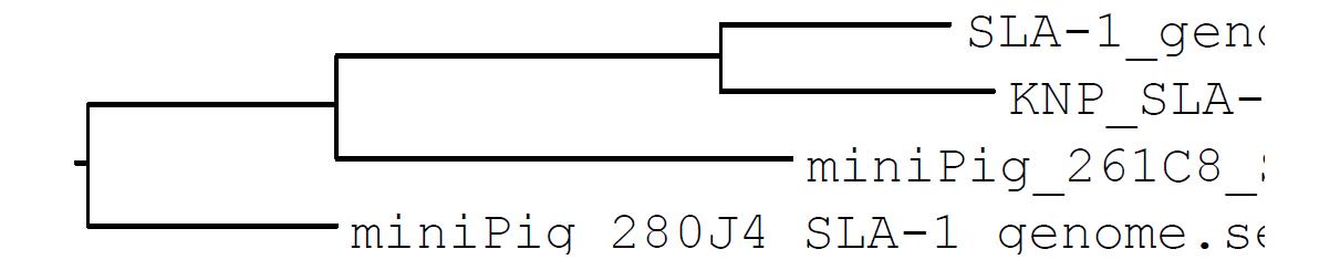 SLA-1 유전자 전체에 대한 미니돼지/한국재래돼지의 phylogenetic 분석 결과