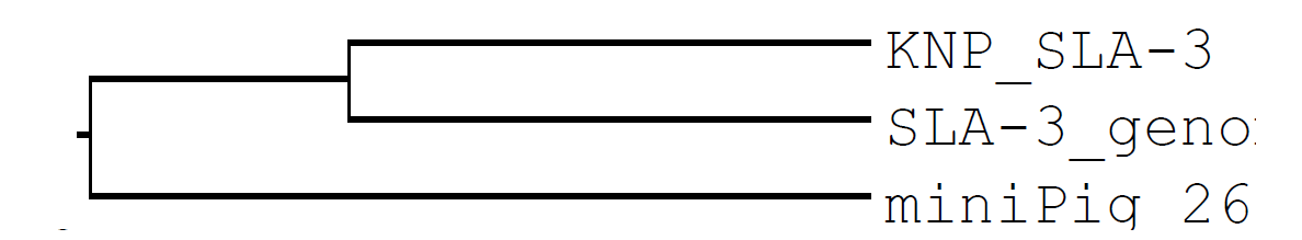 SLA-1 유전자 전체에 대한 미니돼지/한국재래돼지의 phylogenetic 분석 결과