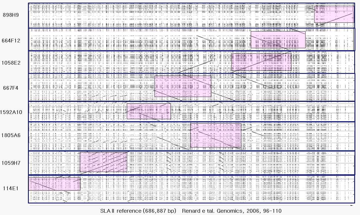 SLA II 영역의 한국재래돼지 BAC 클론 컨티그에 대한 기준서열과의 dot plot 결과