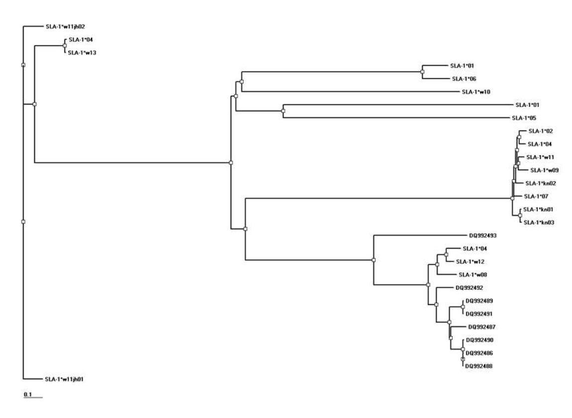 한국재래돼지 6두에 대하여 19개의 완전장 SLA-1 유전자에 대한 phylogenetic tree.