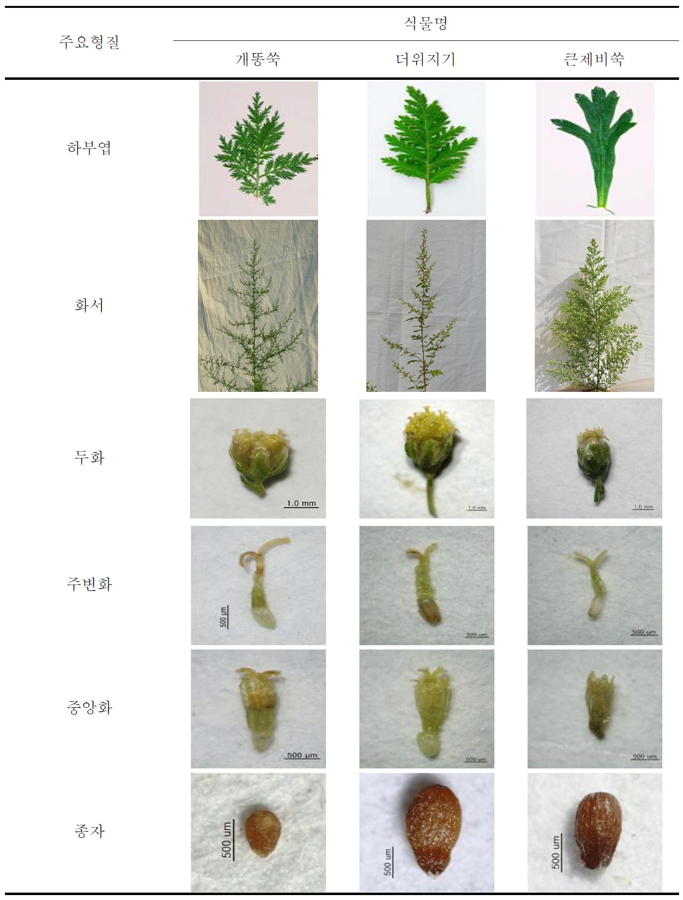 쑥속 식물자원 개똥쑥, 더위지기, 큰제비쑥 3종의 주요 형질특성 사진비교