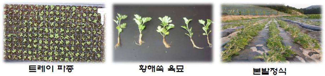 황해쑥(Artemisia argyi)자원 파종 및 정식