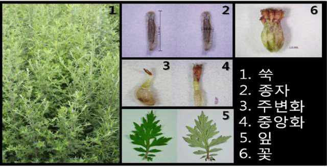 쑥의 주요형질 특성 사진