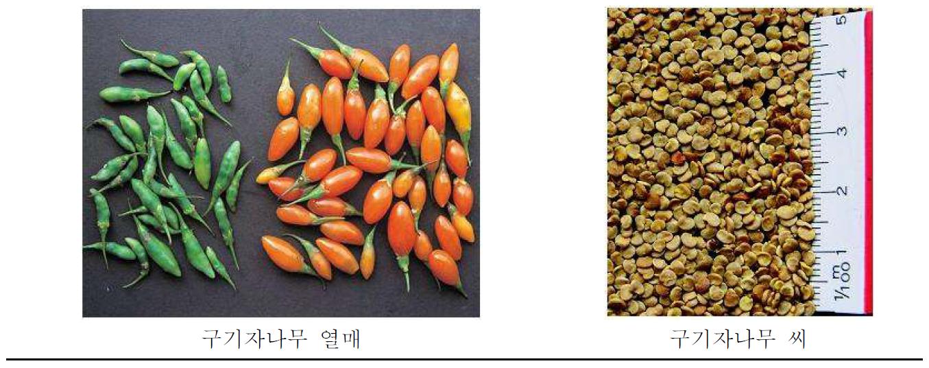 구기자나무속 식물의 형질특성 예