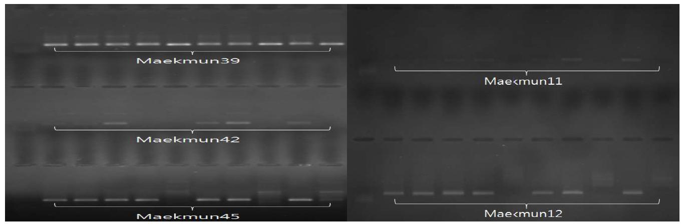 선발된 마커의 PCR product 다형성 평가