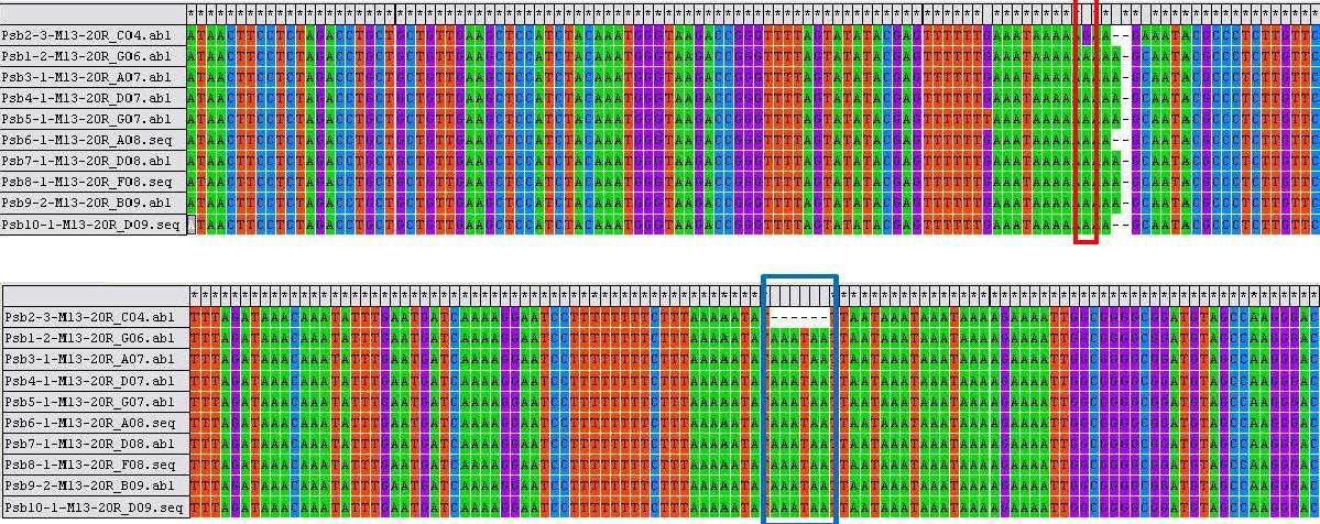 참당귀와 일당귀의 sequence alignment(SNP_빨강, del_파랑)