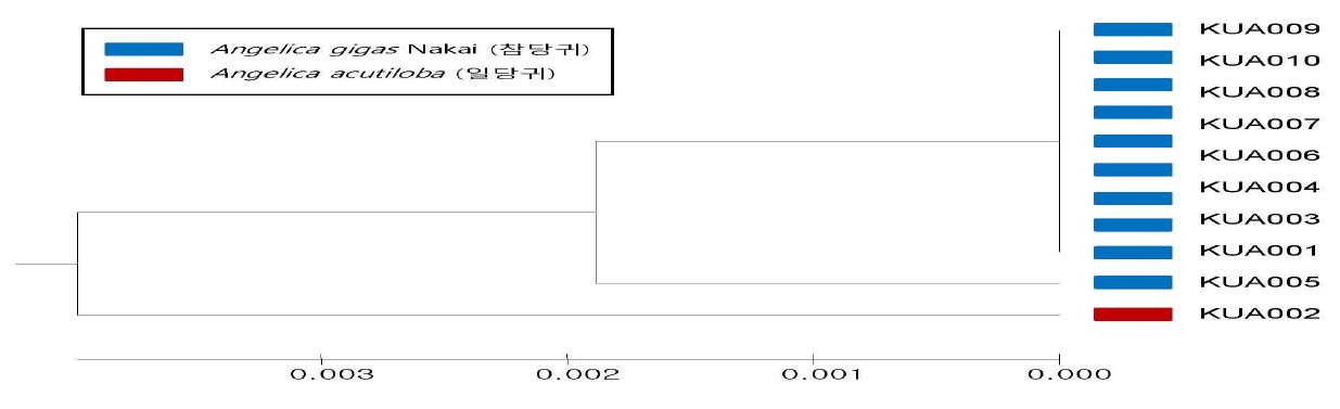 MEGA4 프로그램을 이용한 참당귀, 일당귀 품종간의 UPGMA tree 분석