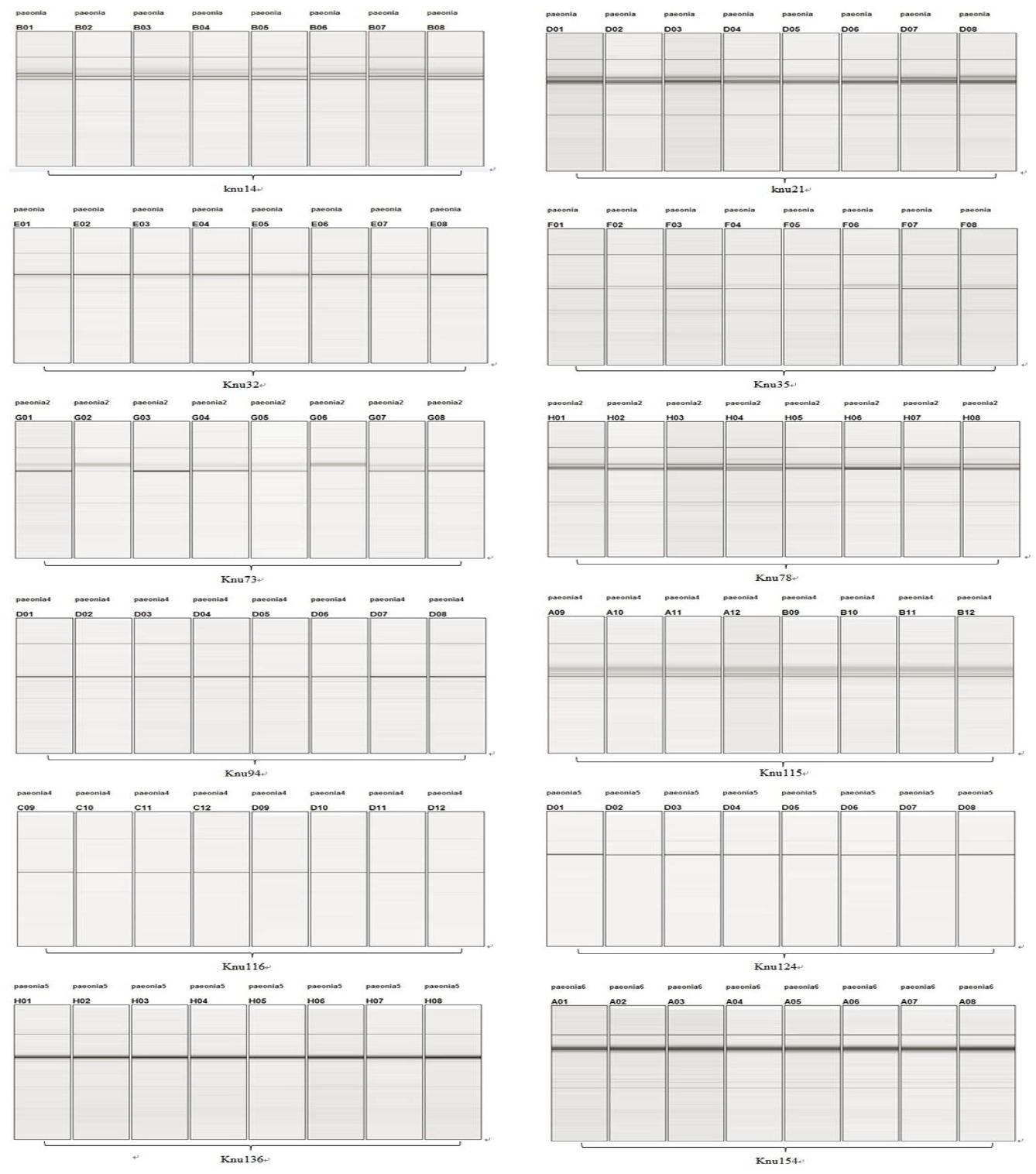 PCR products gel 사진과 Qiaxcel system