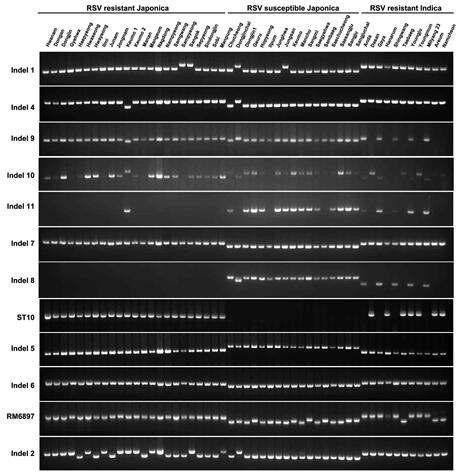 국내 벼 품종의 줄무늬잎마름병 저항성과 신규 InDel 마커별 유전자형의 일치성 분석