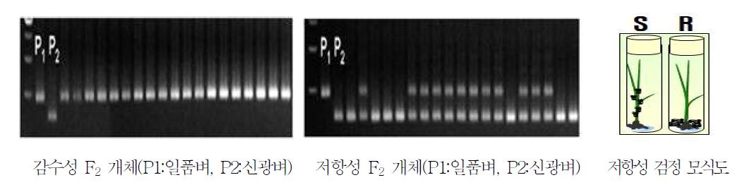 연관마커(RM5844) 이용 저항성 계통 선발