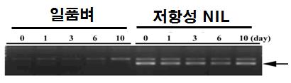 일품/신광벼 저항성 NIL로부터 분리된 유전자(transposon) 발현 비교