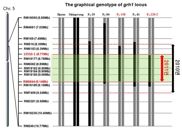 #15510-1 마커를 이용한 끝동매미충 저항성 유전자 영역 정밀유전자 지도