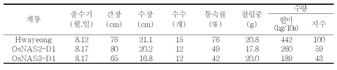 기 개발된 OsNAS activaiation tagging lines의 농업적 특성 검정(' 10)