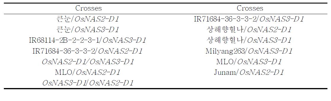 기 개발된 OsNAS activaiation tagging lines의 농업특성계량을 위한 인공교배조합