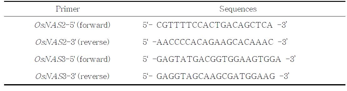 동진벼 유래 OsNASs 유전자 증폭을 위한 프라이머 셋트