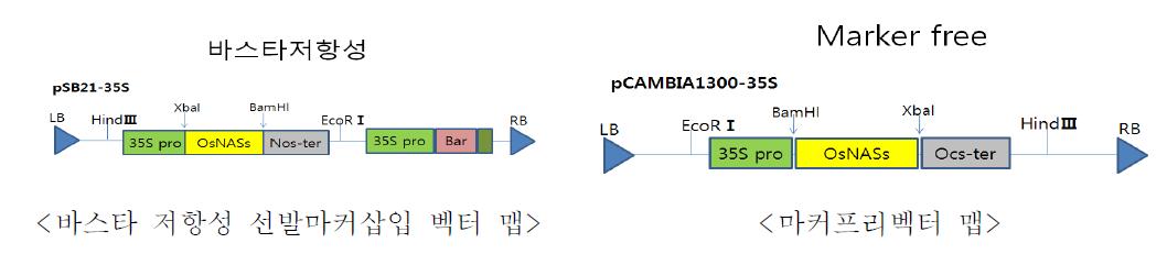 형질전환을 위한 OsNASs 삽입 형질전환용 벡터 구조