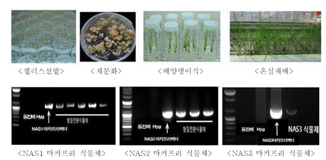 형질전환 전경 및 OsNASs 삽입 형질전환벼 선발 PCR