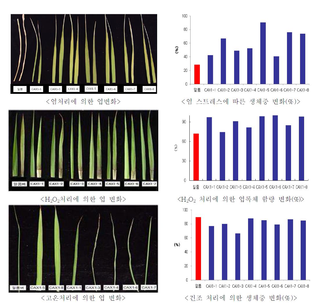 AtCAX1유전자가 삽입된 형질전환벼의 스트레스 저항성 검정결과