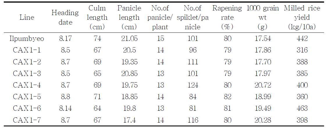 기 개발된 AtCAX 1 형질전환벼의 농업적 특성 검정(’10)