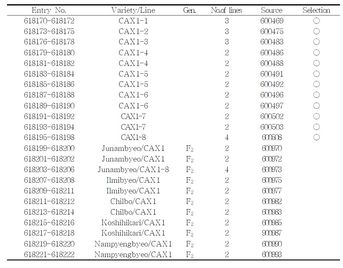 기 개발된 AtCAX 1 형질전환벼 교배 후대 및 원계통 포장 전개