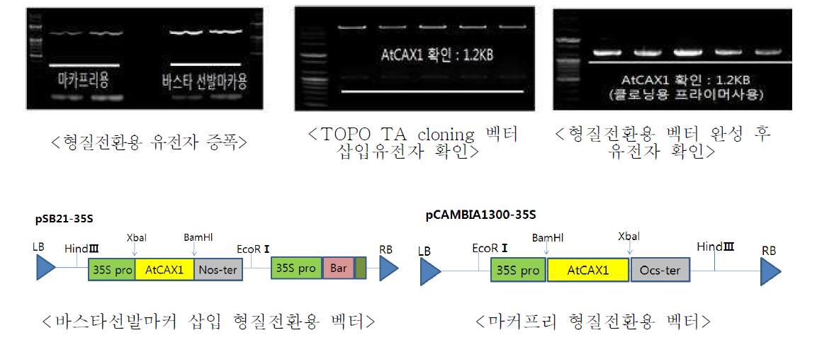 형질전환 벡터 개발을 위한 유전자 증폭 및 형질전환용 벡터 구조