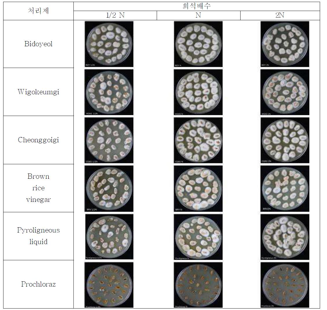 친환경제제 종자처리 농도별 벼키다리병원균(Fusarium spp.) 발생억제 효과