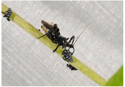파밤나방 유충을 포식중인 껍적침노린재 어린벌레