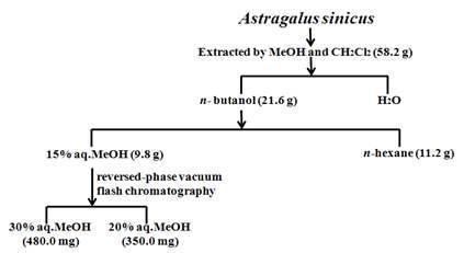 자운영(Astragalus sinicus)으로부터 물질 분리 과정