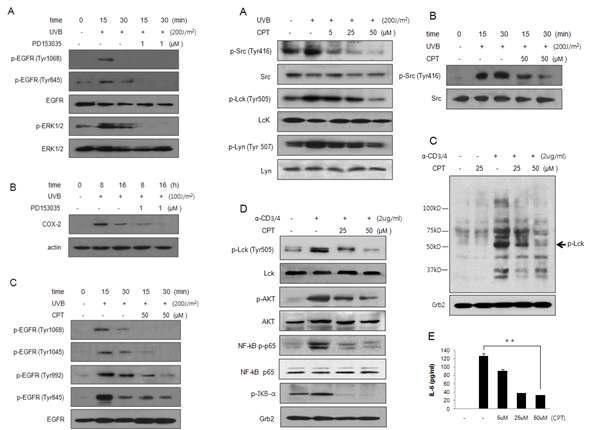 Capsiate의 Src family tyrosine kinase 및 EGFR 활성 억제 작용