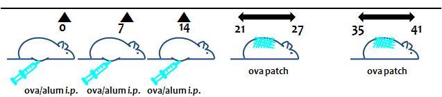 Ovalbumin 특이적인 아토피 피부염 모델 유도 과정