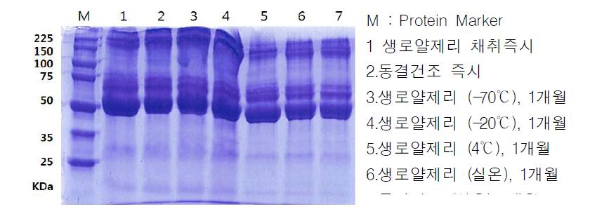 생로얄제리 및 동결건조 로얄제리의 1개월 보관 후 단백질 변화