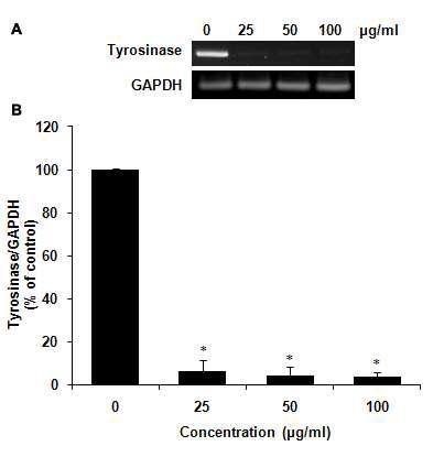 로얄제리 처리에 의한 tyrosinase mRNA 유전자 발현 억제 효과 측정