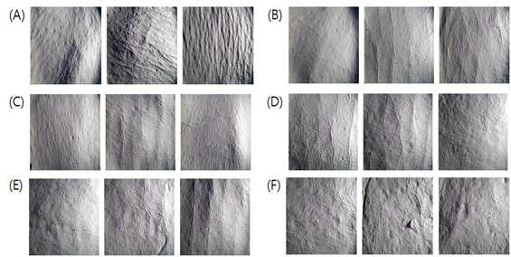 filaggrin 함량, 주름 생성, (A) UV- (B) UV+ (C) GP (D) CW (E) PC (F)