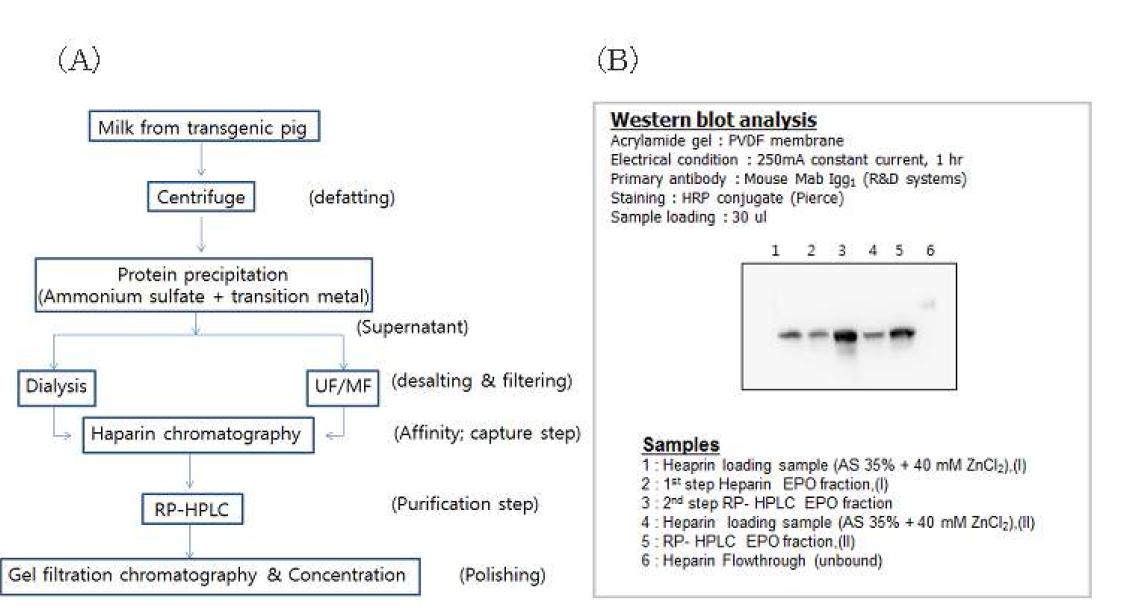 tgEPO의 전체 분리정제 과정(A) 및 정제된 tgEPO의 확인(B)
