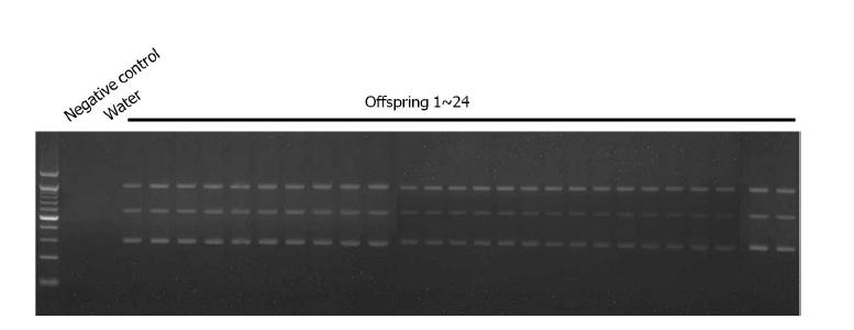 9-99 후손 2복(24두)에 대한 유전자 검사결과