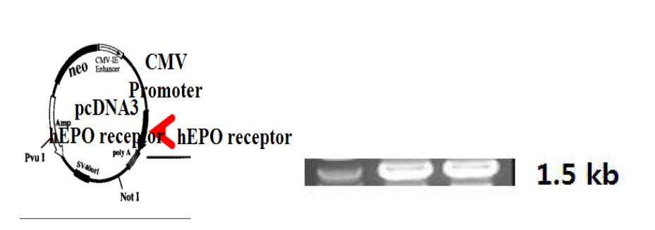 EPO receptor 발현 벡터 구축