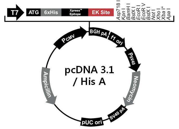 사용하고자하는 동물세포 삽입 상업용 재조합 발현 pcDNA3.1/HisA의 모형