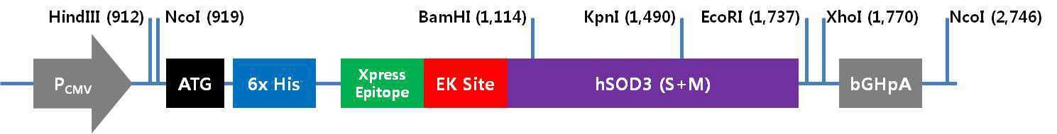 사람 재조합 SOD3가 삽입된 발현벡터내 재조합 모식도