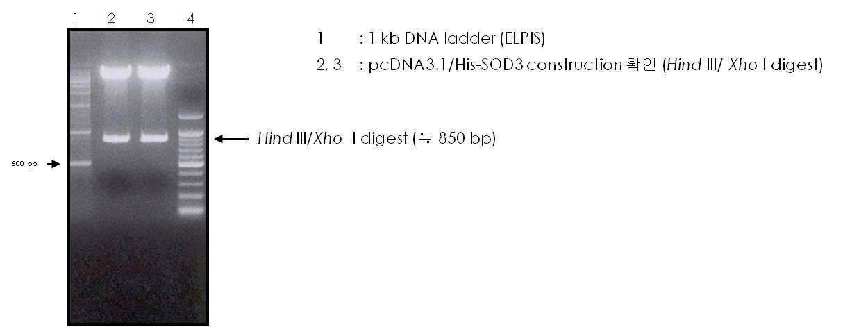 동물세포 발현 벡터내 사람 재조합 SOD3 유전자를 삽입시킨 후 확인 결과