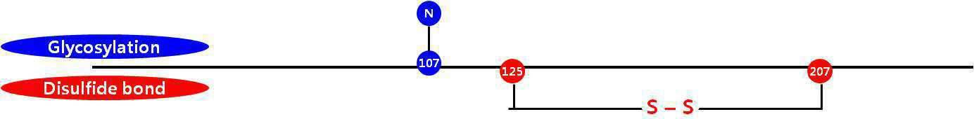 사람 세포외 분비 슈퍼옥사이드 디스뮤타제(EC-SOD)의 성숙 펩타이드에서의 당화(glycosylation) 형태와 이황화 결합(di-sulfide bon) 부위