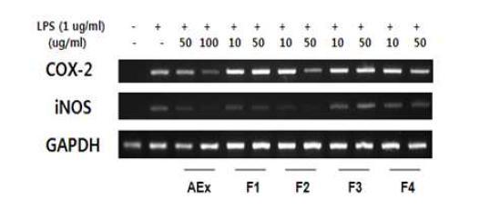 Effect of AEx and Acetone-Fractions on LPS-induced COX-2/iNOS mRNA production.RAW 264.7 cell were stimulated with LPS(1ug/ml) for 30 min, followed by treatment withindicated concentrations of AEx and acetone-fractions. The mRNA levels of COX-2/iNOSware determined by RT-PCR analysis. GAPDH was used as internal control.