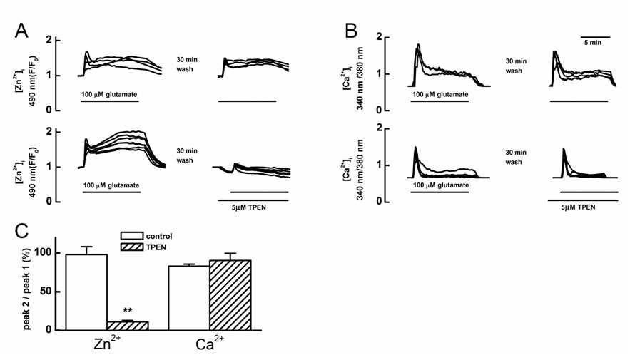 Glutamate-induced [Zn2+]i and [Ca2+]i increase in cultured rat hippocampal neurons