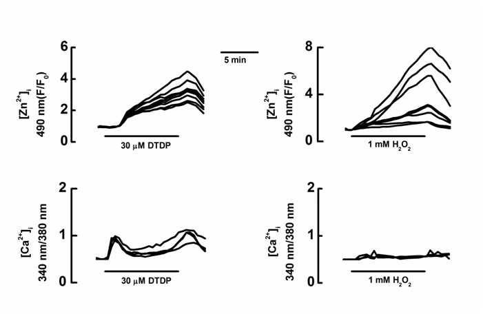 Oxidant-induced [Zn2+]i and [Ca2+]i increase in cultured rat hippocampal neurons.