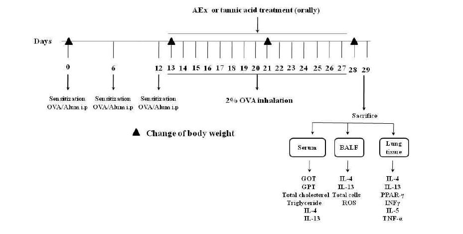 Mouse model of airway inflammation induced by ovalbumin (OVA) and treatment withacorn ethanol extract (AEx) or tannic acid. i.p., intraperitoneal.