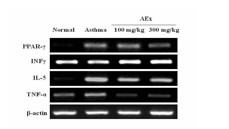Effects of acorn ethanol extract (AEx) on PPAR- γ, INFγ, IL-5 and TNF-α mRNAexpression in the lung tissues of OVA-induced asthma mice. Mice were sensitized, challenged, andadministered with AEx or tannic acid as described in the Text. On day 27, mice were sacrificed for lungtissues as described in Materials and Methods. Normal, mice treated with PBS only; OVA,OVA-sensitized/challenged mice; Tannic acid (75 mg/kg body weight) + OVA-sensitized/challenged mice;AEx, acorn ethanol extract (100 or 300 mg/kg body weight.) + OVA-sensitized/challenged mice. ThemRNA levels of PPARγ, INFγ, IL-5 and TNF-α were assayed by RT-PCR. The mRNA levels in eachsample were normalized to the β-actin levels. The density of each mRNA band was quantified usingKodak Image Station (Kodak, NY, USA). The data are the means ± SD (n=6-12). *P<0.05; **P<0.01;***P<0.001 vs. OVA-sensitized control asthma group.