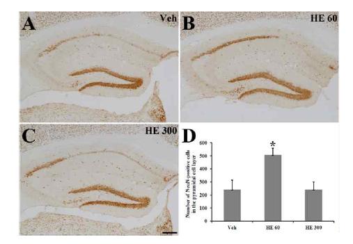 Evaluation of HE extract effect on hippocampal cell in epiletic condition (NeuN stain)