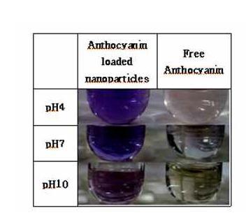 Structural stability ofblackbean anthocyanin inthe nano particle