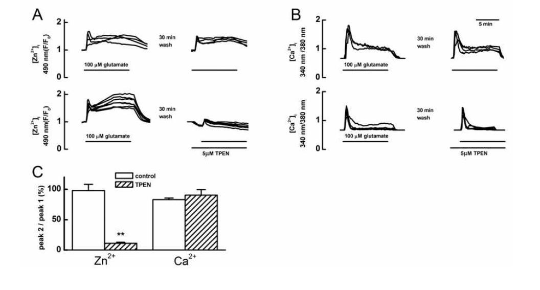 Glutamate-induced [Zn2+]i and [Ca2+]i increase in cultured rat hippocampal neurons