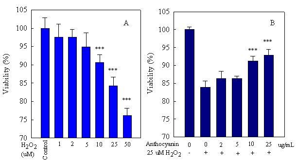 Effect of H2O2 on cell viability by MTT assay. The SK-N-SH cells were incubatedin fresh RPMI1640 with H2O2, from 1 to 50 μM, for 6 h (A). The cells preincubatedwith anthocyanin at the indicated concentration for 2 h and the medium includinganthocyanin was then removed and replaced with medium with or without 25 μM H2O2at 6 h (B). Results are from three experiments and expressed as the mean ± SD(n=4~8). A: ***<0.001 compared to control. B: ***<0.001 compared to 25 μM H2O2.